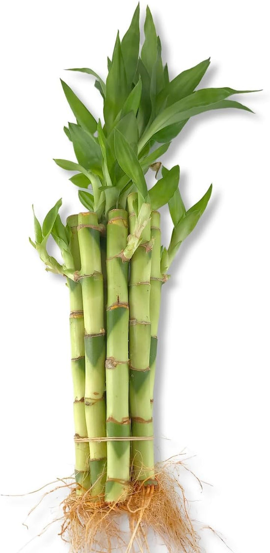 Lucky Indoor Bamboo - Live Plants - Ships Bare Root - 5-Pack of 8 Inch Straight Stalks - Air Purifying Feng-Shui Zen Garden Houseplants