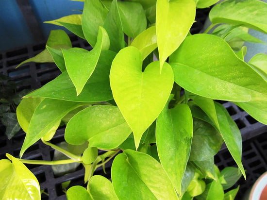 Pothos - Live Plants in 6 Inch Pots - Stunning Houseplant with Unique Foliage - The Perfect Air Purifying Houseplant Companion