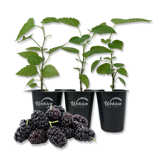 Everbearing Mulberry Tree - 3 Live Tissue Culture Starter Plants - Edible Fruit Tree for The Patio and Garden