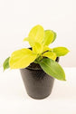 Philodendron - Live Plants in 6 Inch Pots - Rare and Elegant Indoor Houseplant