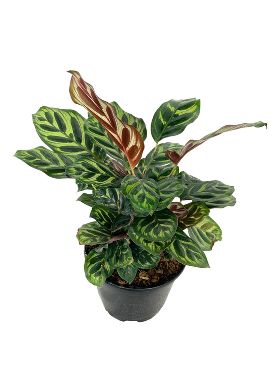 Peacock Plant - Live Plant in a 6 Inch Pot - Calathea Makoyana- Beautiful Easy to Grow Air Purifying Indoor Plant