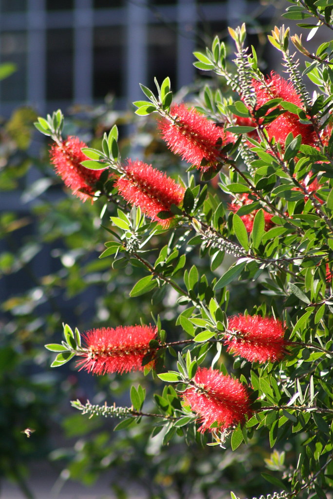 Bottlebrush Tree, Callistemon 'Red Cluster