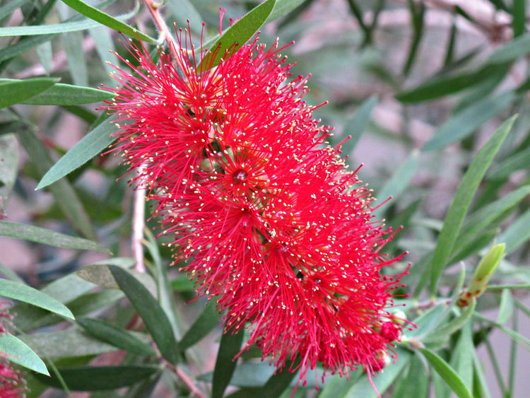 Red Cluster Bottlebrush Tree - 3 Gallon Pot