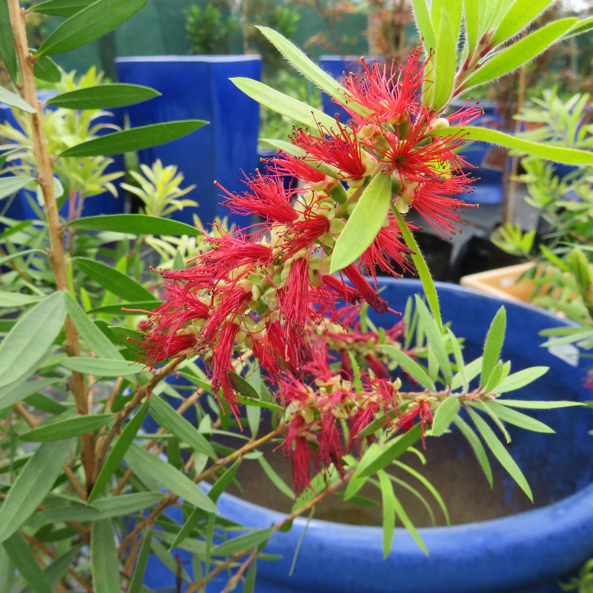 Bottlebrush Tree, Callistemon 'Red Cluster