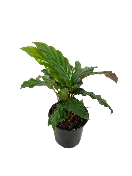 Calathea Rufibarba - Live Plant in a 4 Inch Pot - Beautiful Easy to Grow Air Purifying Indoor Plant