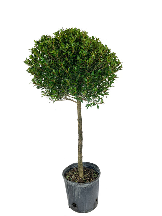 Eugenia One Ball Topiary - Live Plant in a 10 Inch Pot - Eugenia Myrtifolium - Beautifully Pruned Outdoor Topiary for Patios and Outdoor Decor