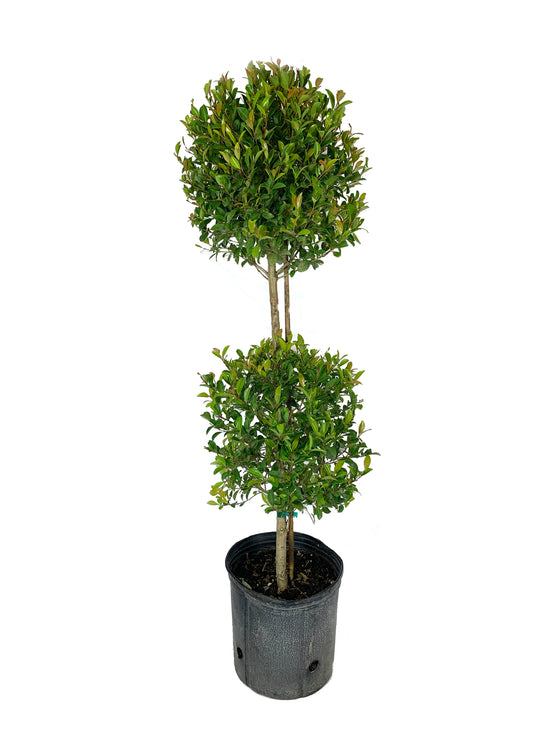 Eugenia 2 Ball Topiary - Live Plant in a 10 Inch Pot - Eugenia Myrtifolium - Beautifully Pruned Outdoor Topiary for Patios and Outdoor Decor